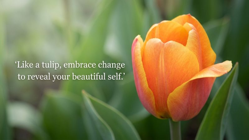 Meaningful Tulip Quotes About Life and Change
